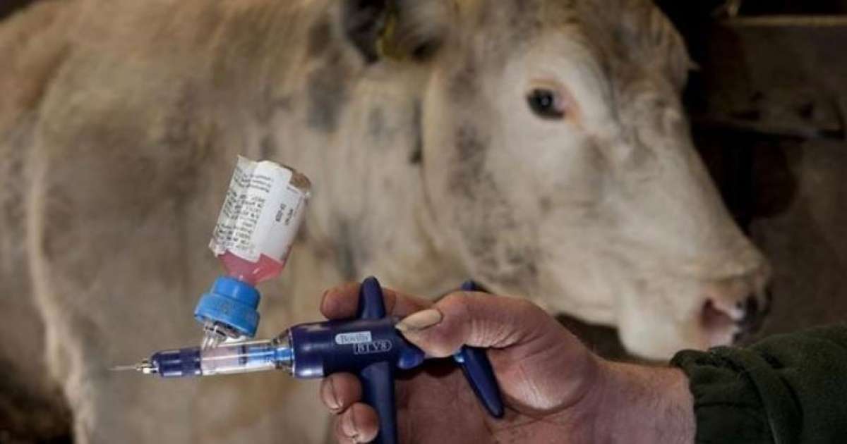 رصد أول حالة لفيروس اللسان الأزرق في أوروبا